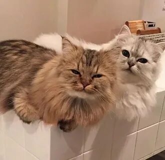 Две мохнатые