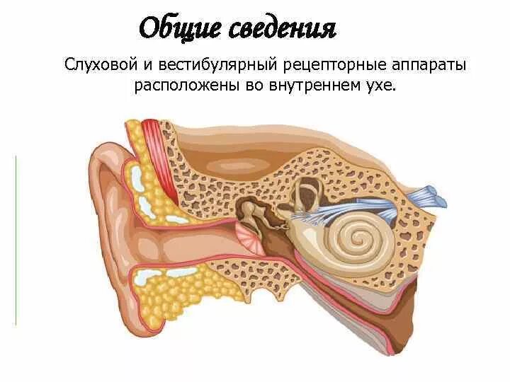 Слуховой и вестибулярный аппарат. Ухо сенсорная система. Слуховая и вестибулярная сенсорная система. Сенсорная система человека ухо.