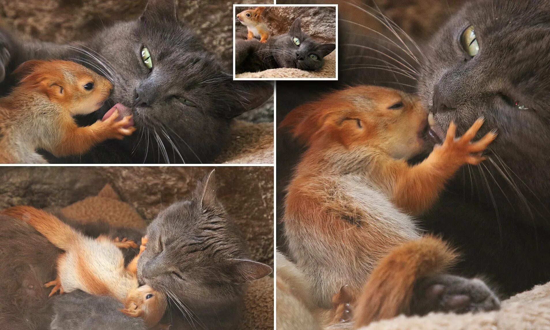 Белка и кот. Котята бурундуки. Самые забавные животные. Белочка и котик. Кошки собаки белки.