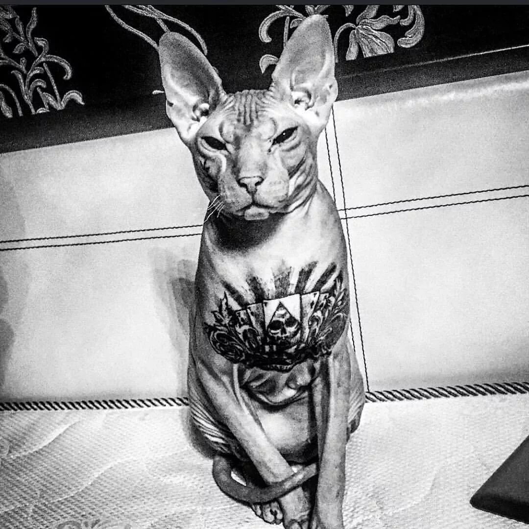 Татуировка сфинкс кошка. Сфинкс в наколках. Тату сфинкс кошка. Татуированный кот сфинкс. Татуированный кот сфинкс.
