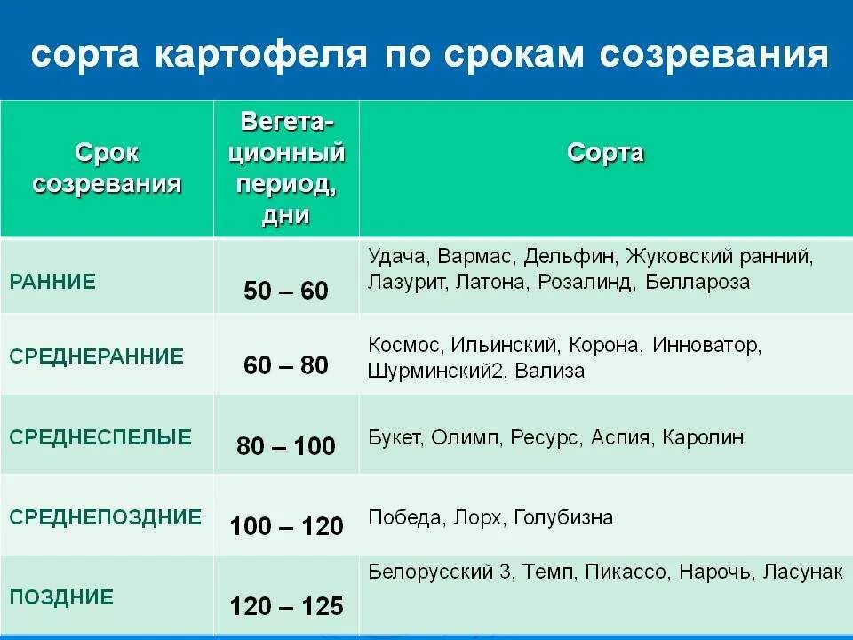 Зрелость время наблюдать. Сроки созревания картофеля. Сорта картофеля со сроком созревания. Сроки созревания картофеля по сортам. Период созревания картофеля.