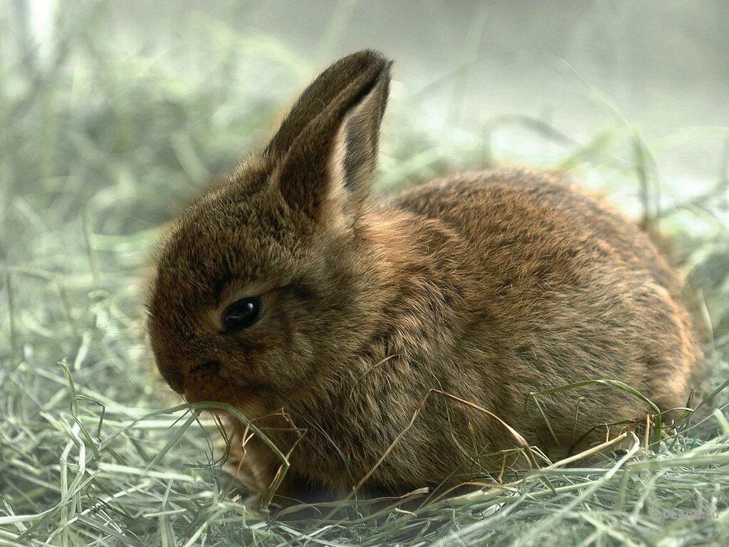 Animals rabbit. Заяц Русак маленький. Заяц Листопадничек. Коричневый заяц. Маленькие кролики.