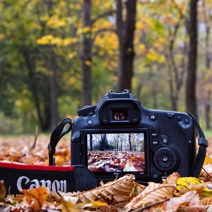 Фотоаппарат на природе. Фотокамера и природа. Фотоаппарат осень. Фотоконкурс осень. Конкурс фотоконкурс