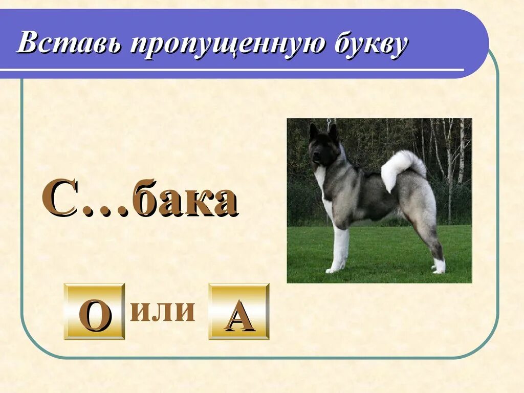 Словарная работа собака. Словарное слово собака в картинках. Слово собака. Словарное слово собака презентация.