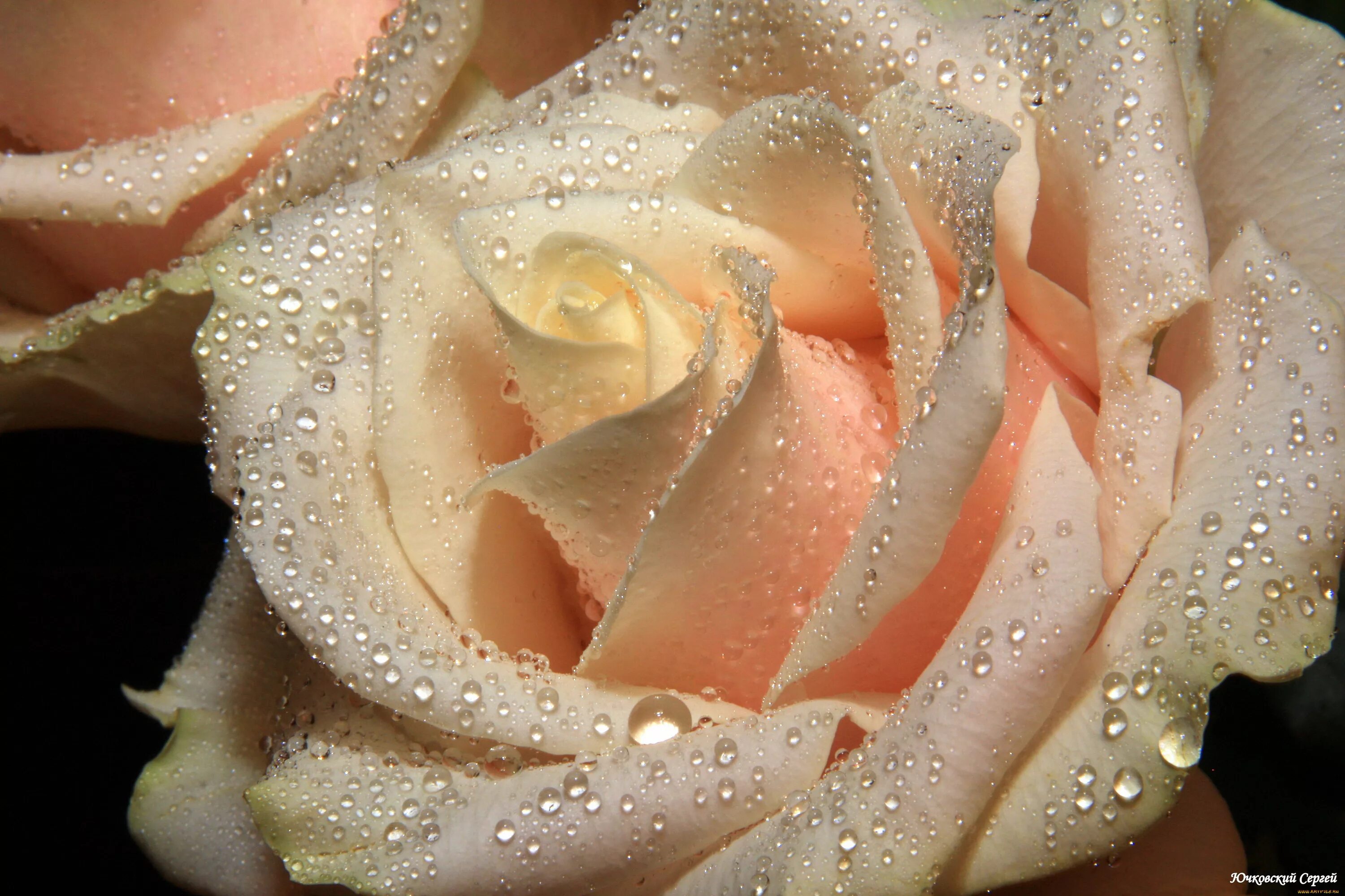 Розы «Талея». Крупные розы. Бежевые розы.