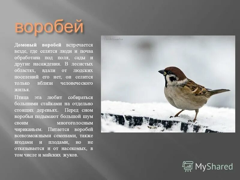 рассказ про домового воробья. плотность домовых воробьев в москве. плотность домовых воробьев в москве. воробей домовой в гнезде фото настоящие. плотность домовых воробьев в москве.