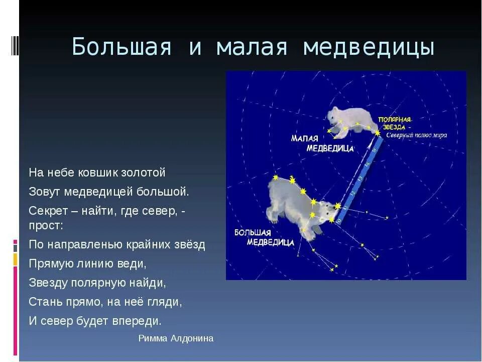 Сонник медведица