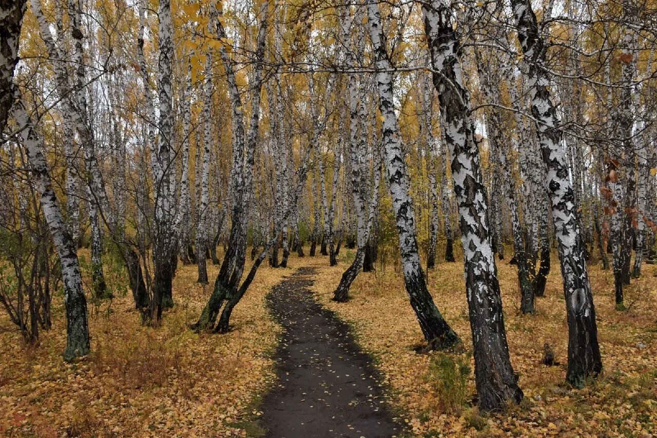 Парк им. 300-летия города Омска. Омск парк 300 летия Омска. Парк 300 лет ВЛКСМ Омск. Парк 300 летия Омска проект. Парк 300 летия омска