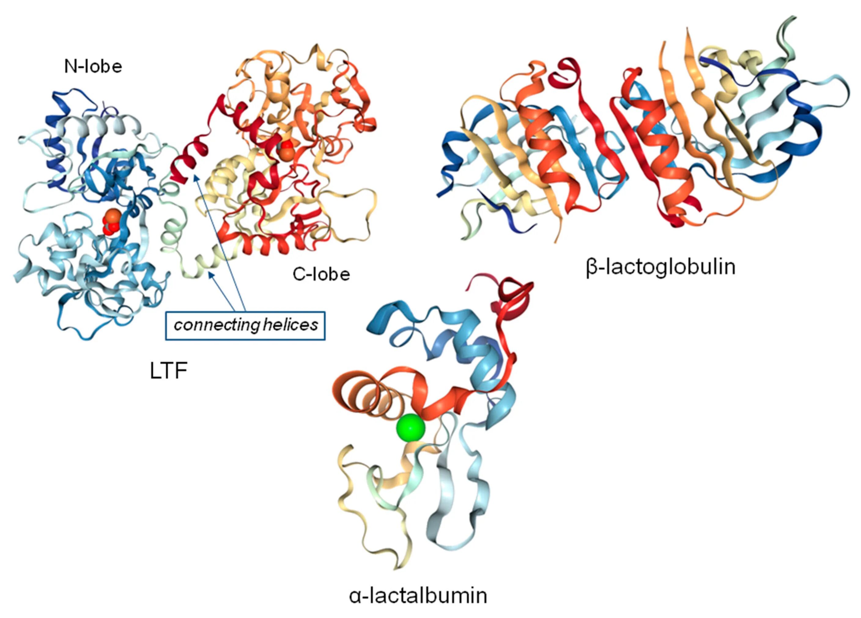 Альфа лактальбумин что. Лактоглобулин. Protein structure. Бета-лактоглобулин что это. Бета лактоглобулин размер.