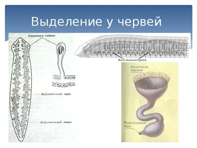 Выделительные трубочки червей. Кольчатые черви метанефридии. Метанефридии кольчатых червей. Органы выделения плоских червей. Протонефридии и метанефридии.