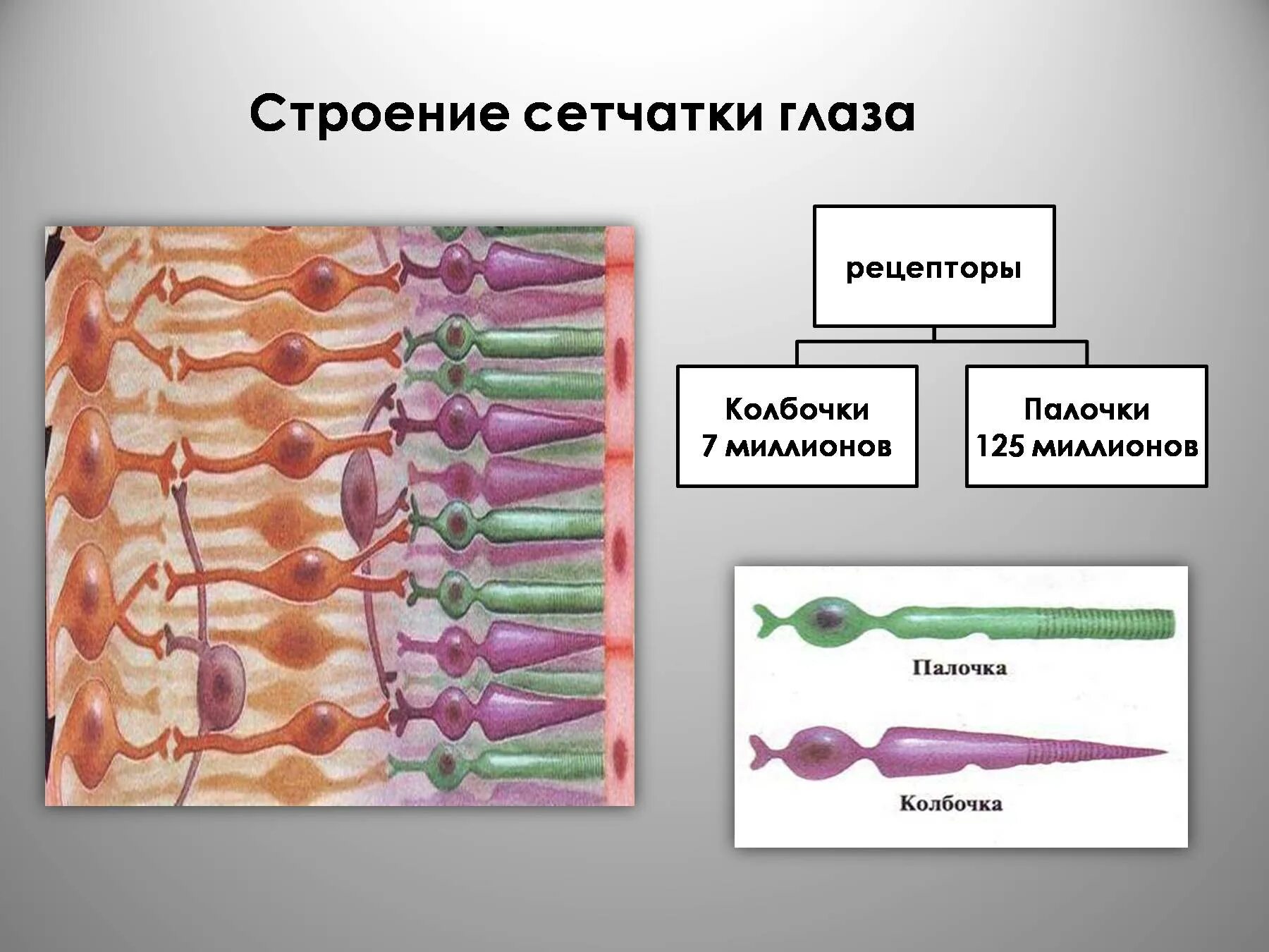 Рецепторы сетчатки глаза колбочки и палочки. Строение глаза колбочки и палочки. Палочки и колбочки сетчатки функции. Строение колбочки сетчатки. Колбочки сетчатки находятся