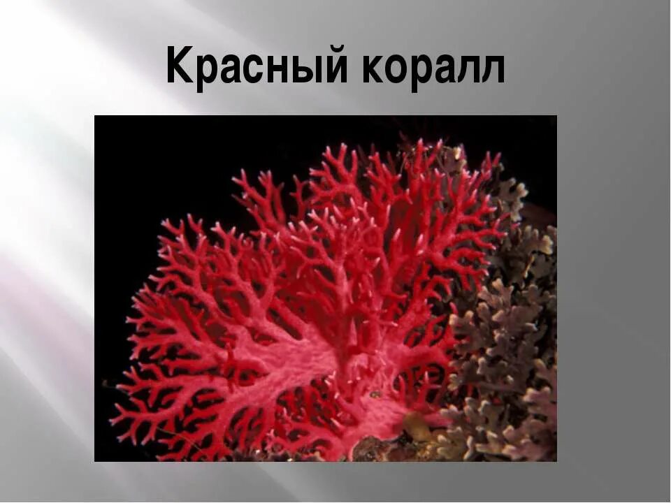 Coral 7. Красный коралл Кишечнополостные. Тип Кишечнополостные класс коралловые полипы. Красный коралл систематика. Биология Кишечнополостные коралловые полипы.