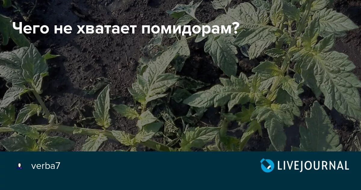 Чего не хватает помидорам по листьям. Чего не хватает помидорам по листьям фото. Картинки помидор не хватает.