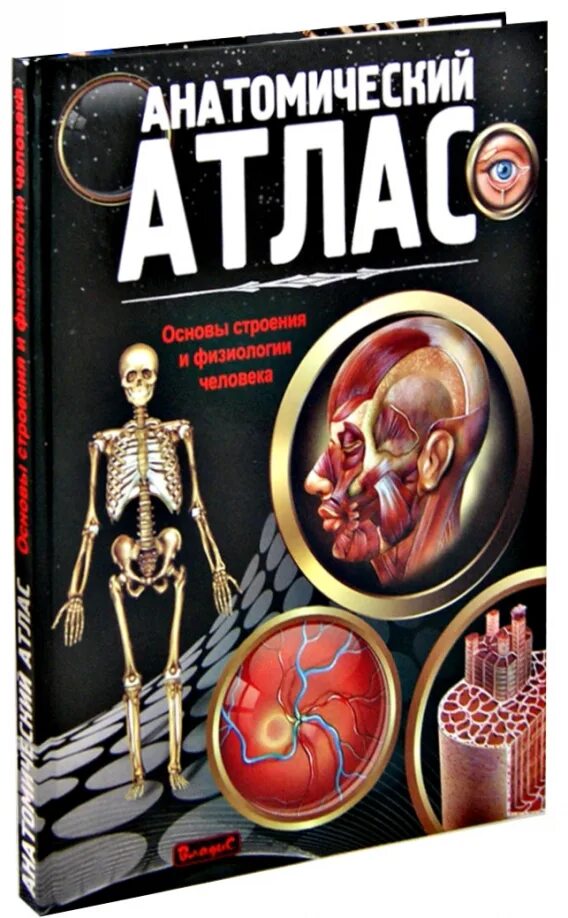 Лучший атлас по анатомии. Атлас по анатомии. анатомия и физиология человека книга. атлас анатомии человека adam. книга атлас анатомия.