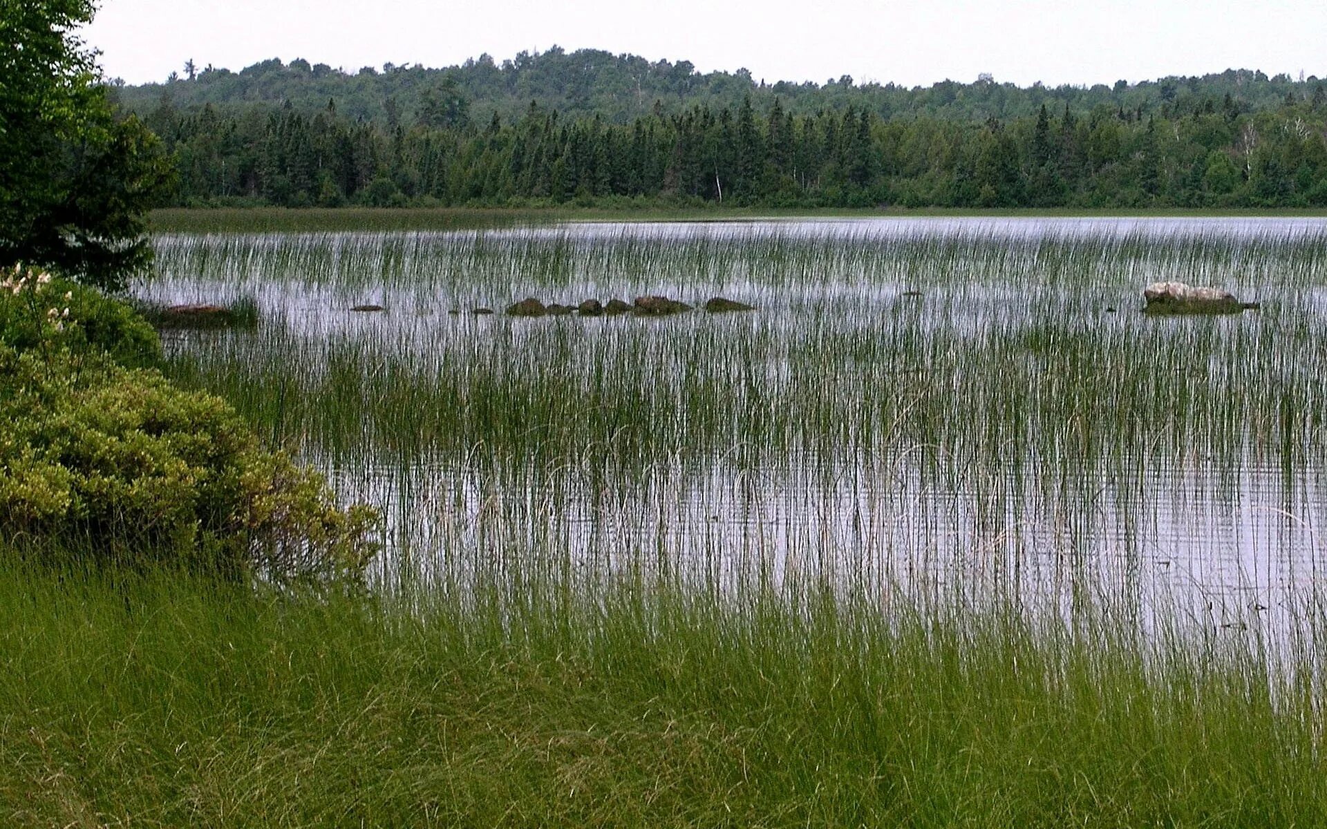 В болоте пресная вода. Осока в Озерах Карелии. Заболоченное озеро. Заболоченный водоем. Пруд болото.