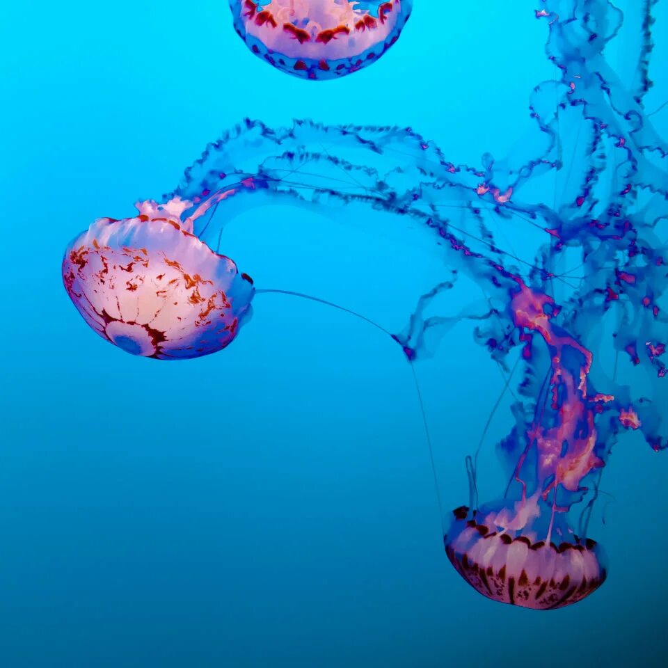 Ocean float. Ocean the «silent deep.». silent ocean bandcamp. purple meduses. the quiet ocean frontier.