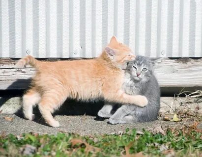 Котенка 3 месяца кусается
