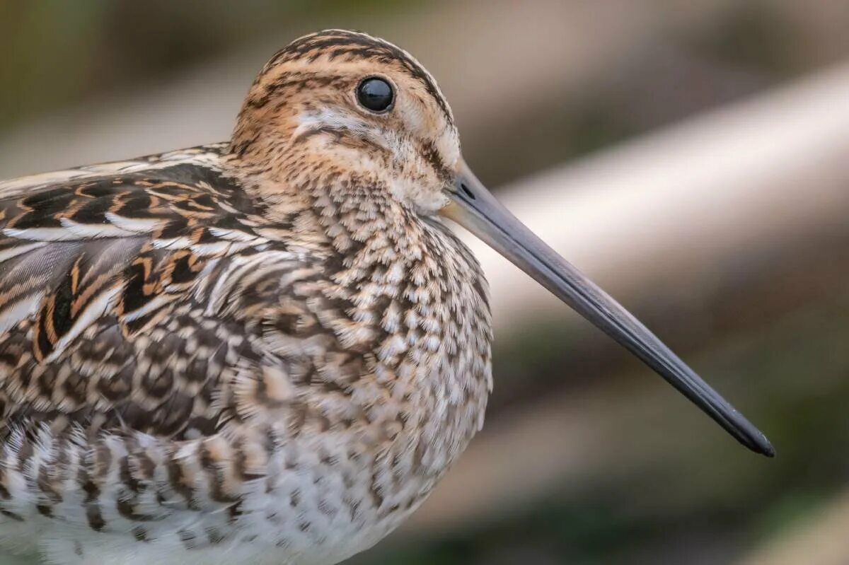 Бекас речной. Птичка бекас. Птица из бекасовых для спортивной охоты. Бекас долгонос. Бекас долгонос птица.