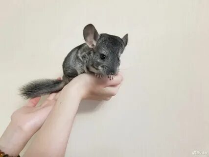 Шиншилла девочка