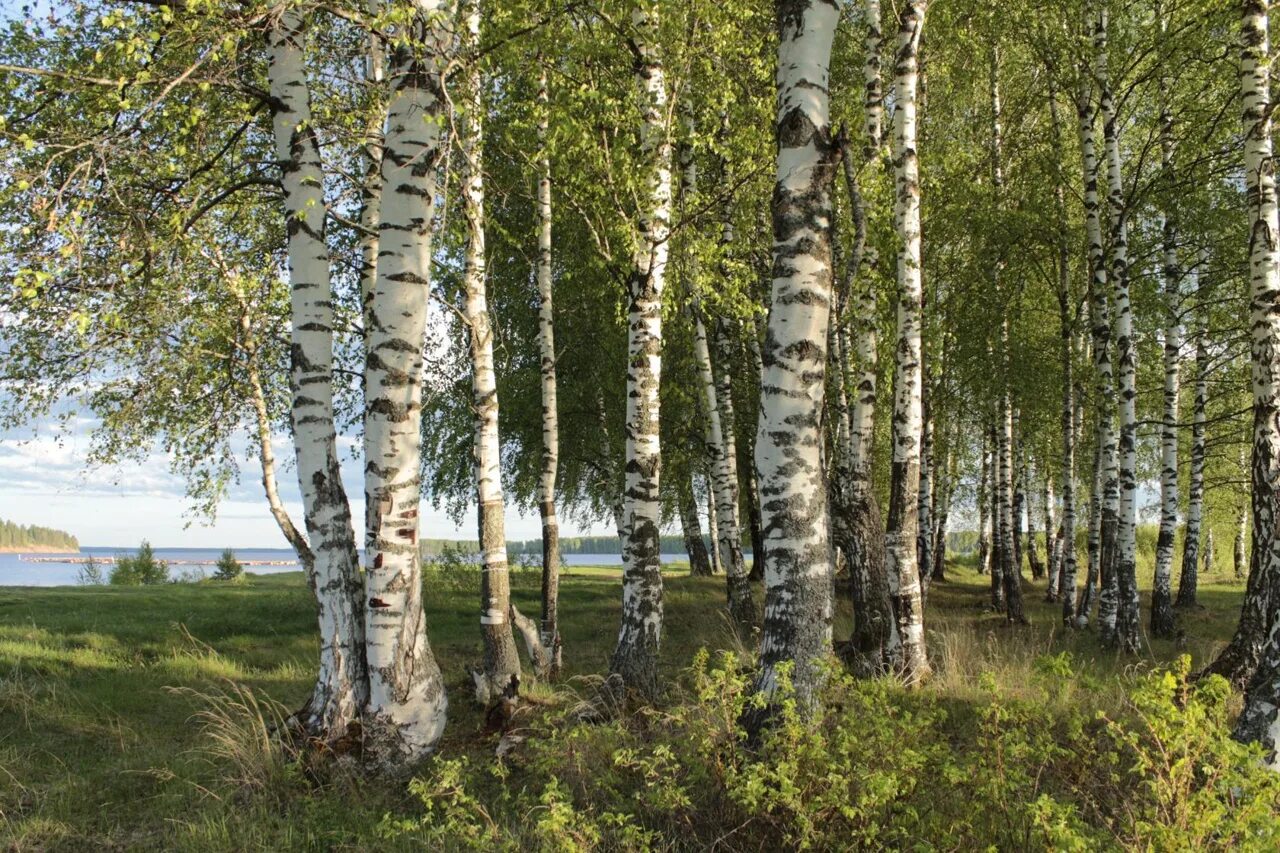 Много березок. Березовая роща Якутии. Лес. Берёзовая роща Владимирская область. Березовые Рощи в Ленинградской области. Челябинская область Березовая роща.