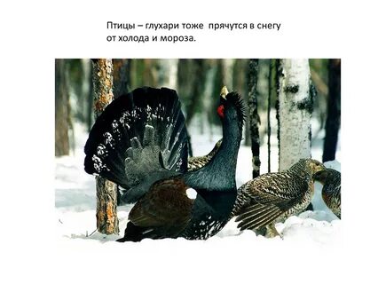 Где глухарь