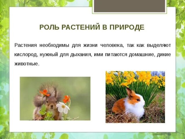 Роль растений. Роль растений в жизни человека. Роль растений в природе. Проект роль растений в жизни человека. Ведущая роль растений в природном сообществе заключается