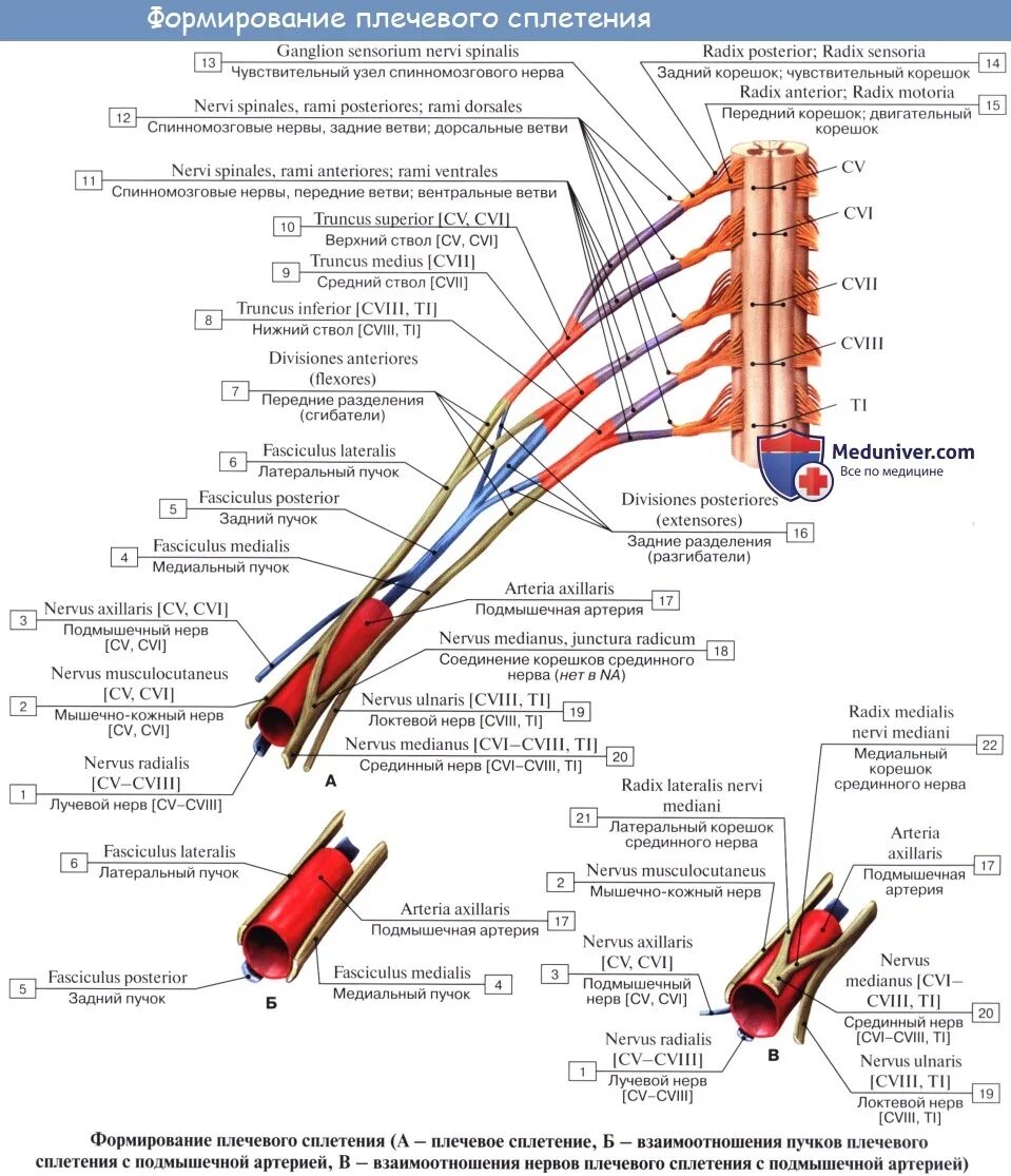 Периферические нервы и сплетения. Схема формирования длинных ветвей плечевого сплетения. Плечевое сплетение анатомия схема. Плечевое сплетение иннервация мышц. Плечевое сплетение схема иннервация.