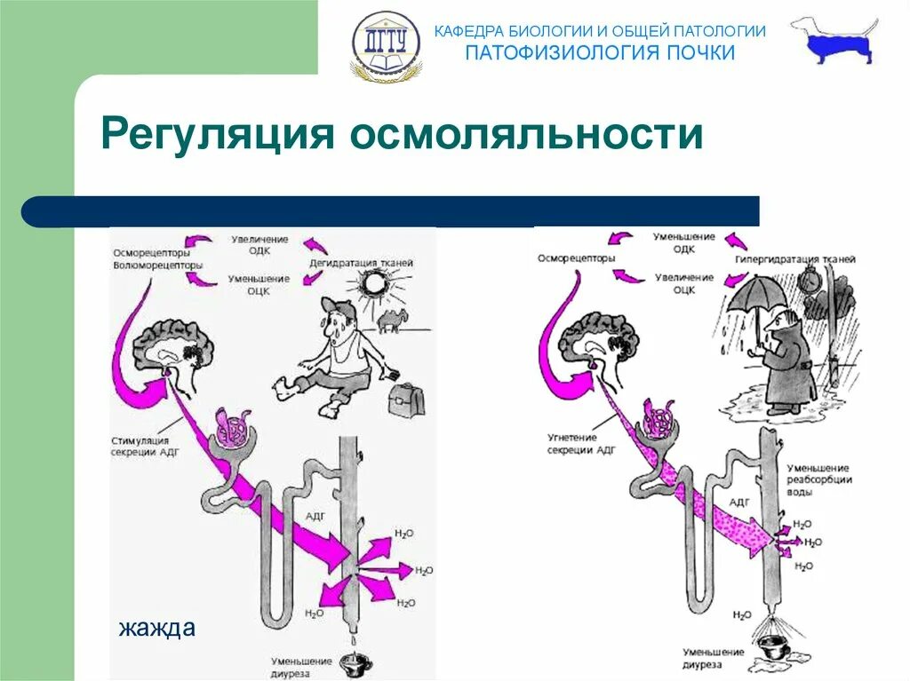 Функции жажды