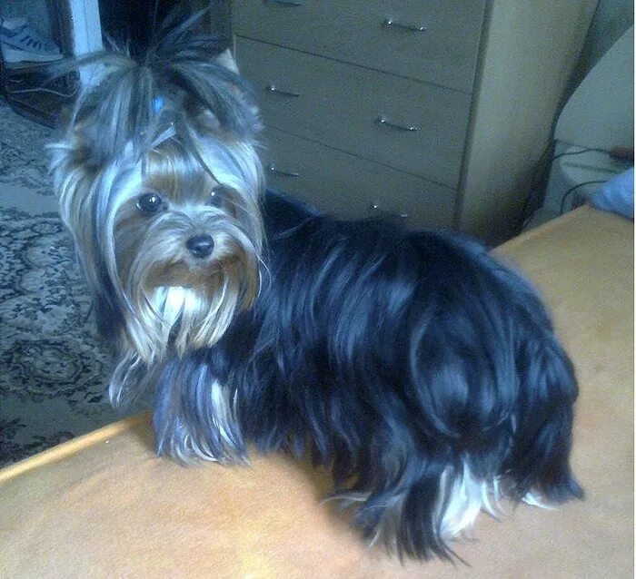 серебристый йоркширский терьер стандарт. йоркширский терьер 8 месяцев. йоркширский терьер 8 месяцев. йоркширский терьер мини 7 8 месяцев. йорк терьер 8 месяцев.