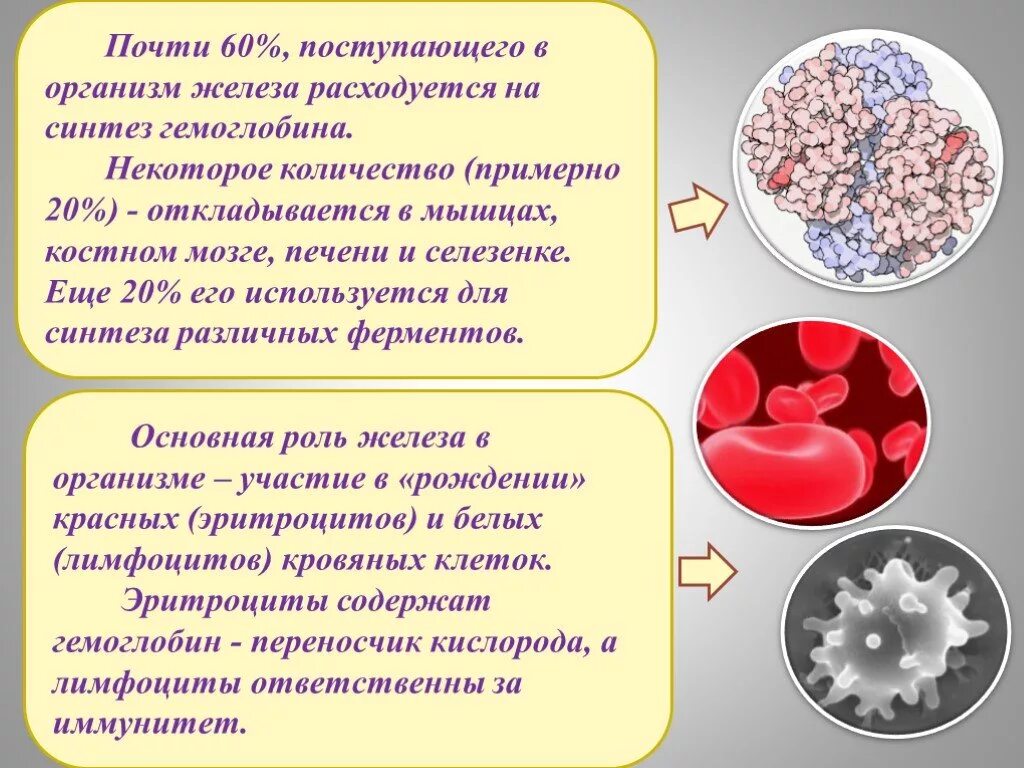 Что такое железо в организме. Железы организма. Железо в организме человека. Железо роль в организме. Функции железа в организме человека.