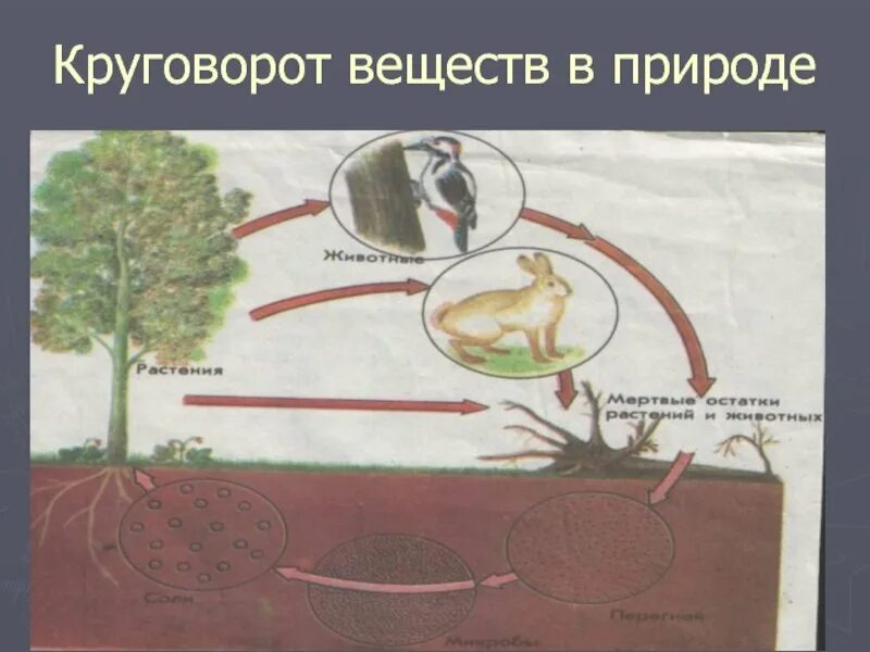 Схема круговорота веществ на земле. Круговорот веществ 3 класс окружающий мир. Круговорот веществ в биосфере схема. Модель демонстрирующая круговорот веществ в природе. Модель круговорота веществ в природе 3 класс окружающий мир.