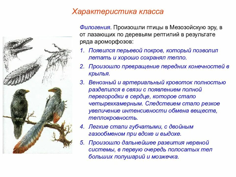 Опишите класс птицы. Общая характеристика птиц 7 класс биология. Общая характеристика птиц 7 класс. Общая характеристика класса птиц 7 класс. Класс птицы общая характеристика 7 класс биология.