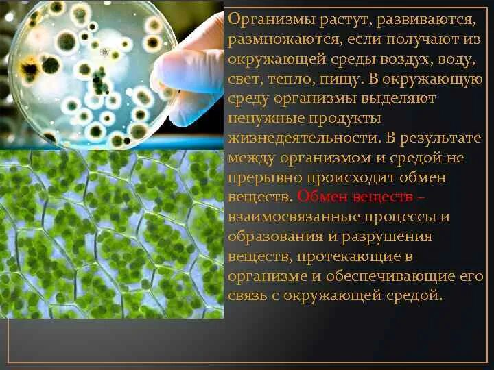 Организмы получающие свое тепло из окружающей среды. В окружающую среду организм выделяет. Организмы выделяющие свет. Организм растет и развивается.