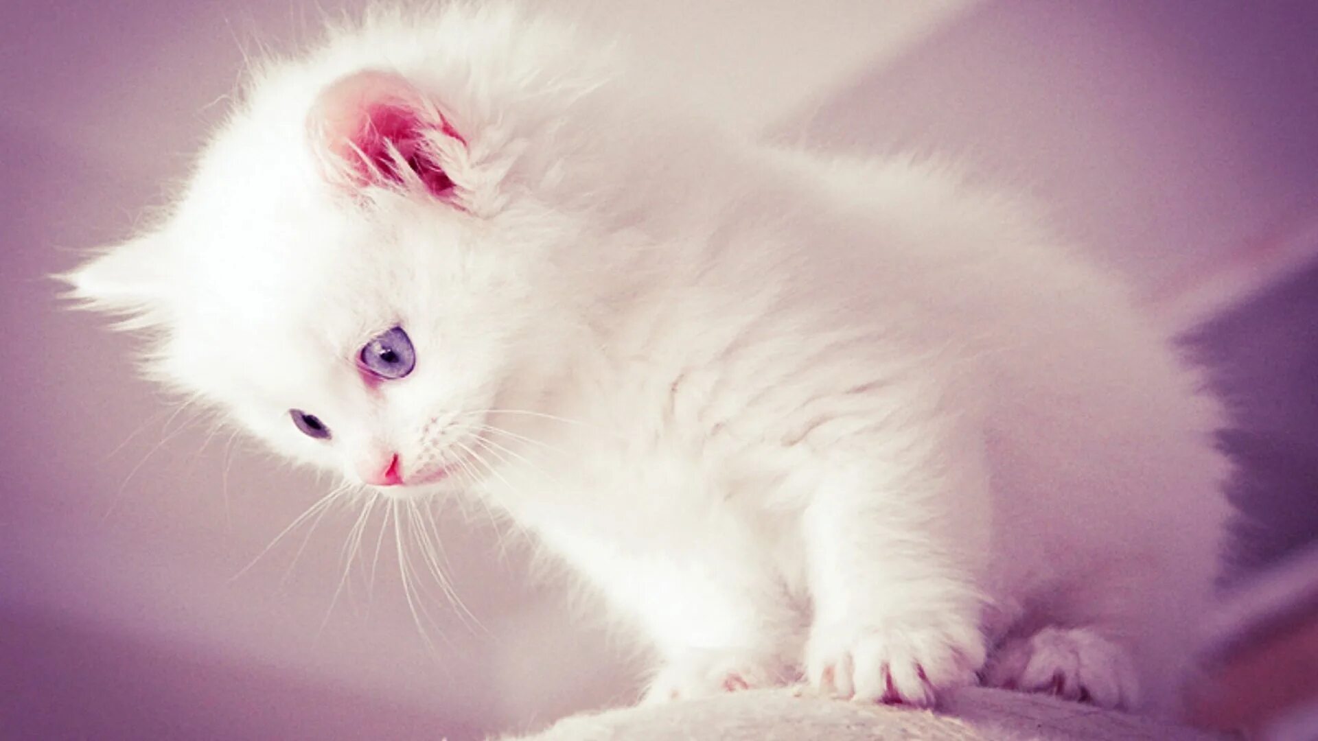 Милый брила. Красивые котики. Кошка белая. Красивые кошечки. Красивые котята.