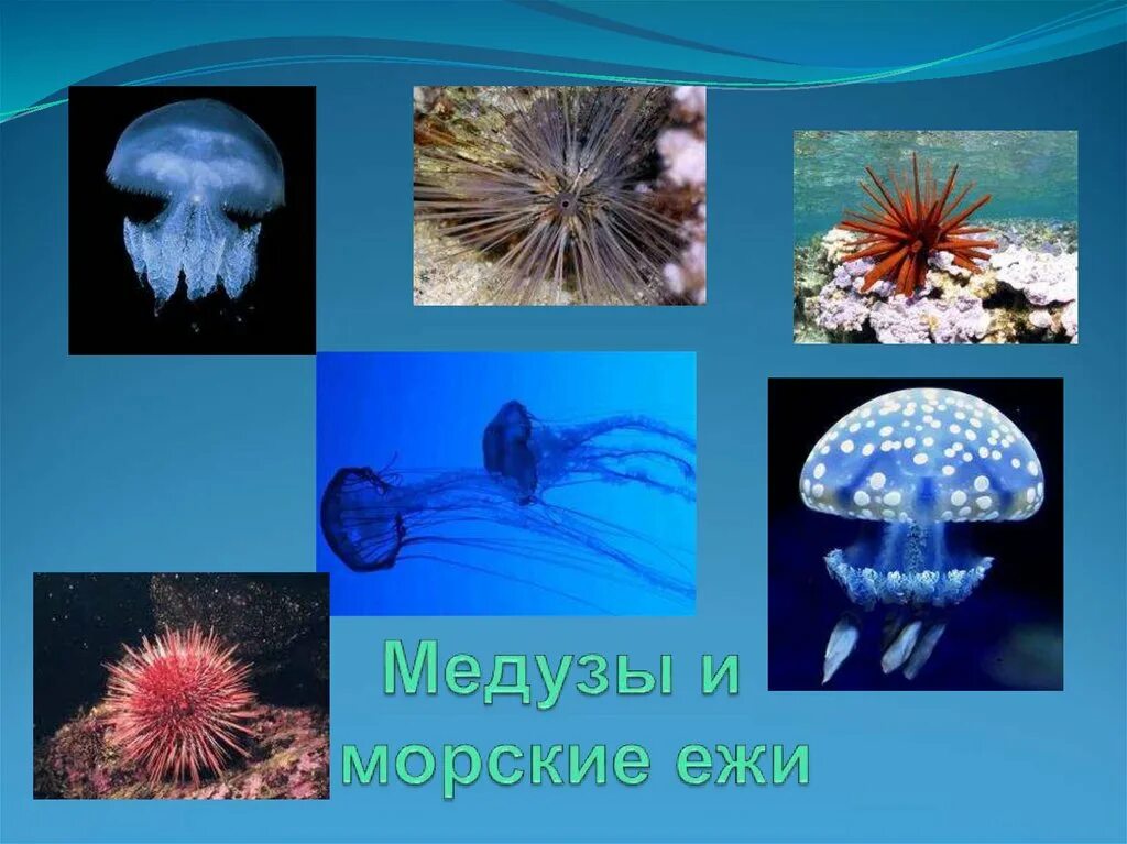 Морские обитатели презентация. Актиния эгина. Еж медуза. Красный диадемовый морской еж. Португальский кораблик медуза.