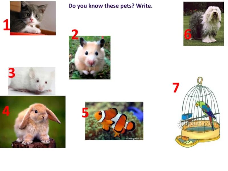 Презентации на тему Pets. Задания по теме Pets 3 класс. My Pet 3 класс. Pets 5 класс.