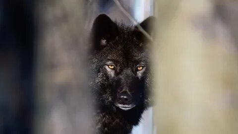 Wolf 4t