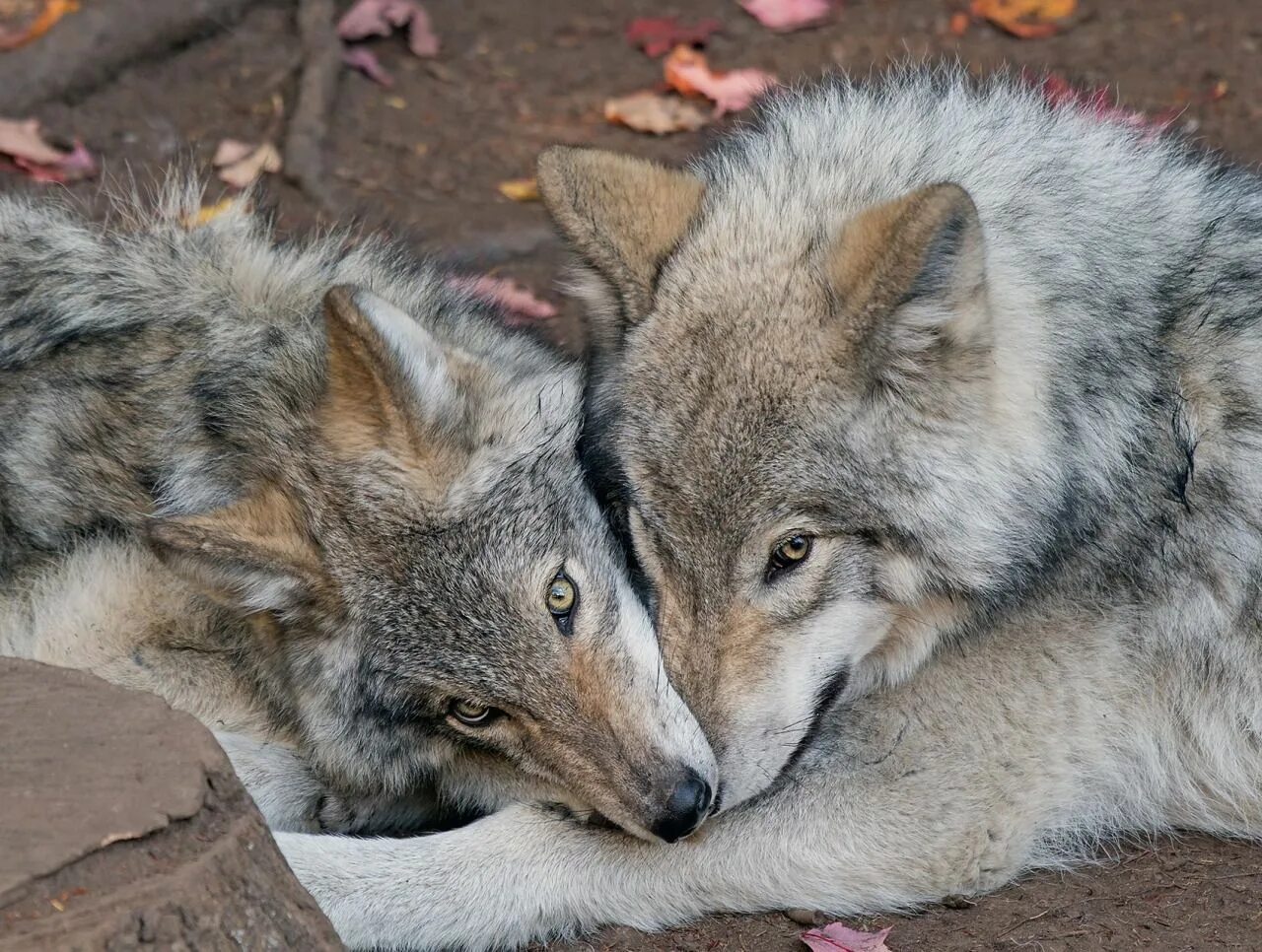 Есть добрые волки. Волк и волчица. Добрый волк. Волки пара. Доброе утро волк.