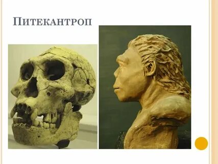 Питекантроп это