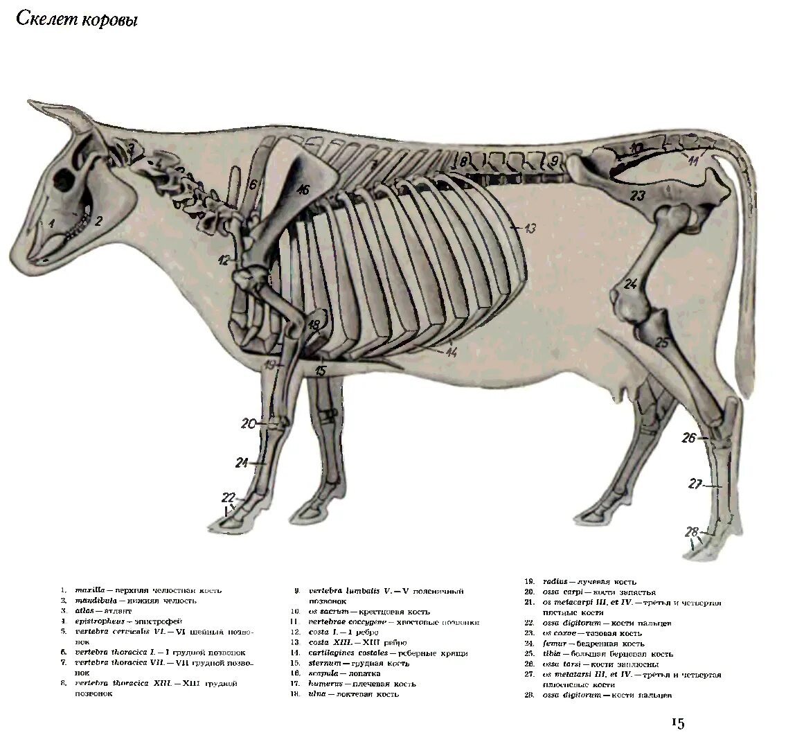Если у животного имеется отдел скелета. Анатомия КРС скелет. Строение КРС анатомия. Строение скелета КРС. Скелет коровы сбоку.