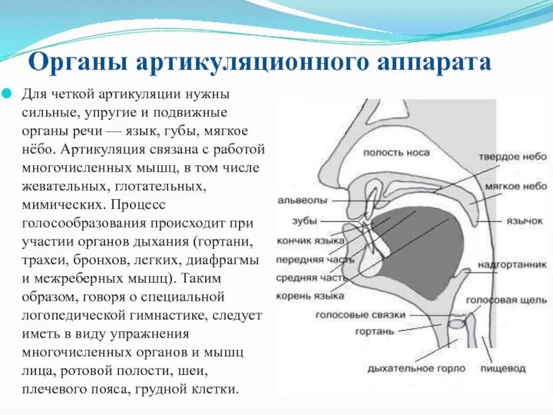 Строение и функции артикуляционного аппарата. Нарушения строения артикуляционного аппарата. Органы артикуляции речевого аппарата. Мышцы артикуляционного аппарата. Части артикуляции