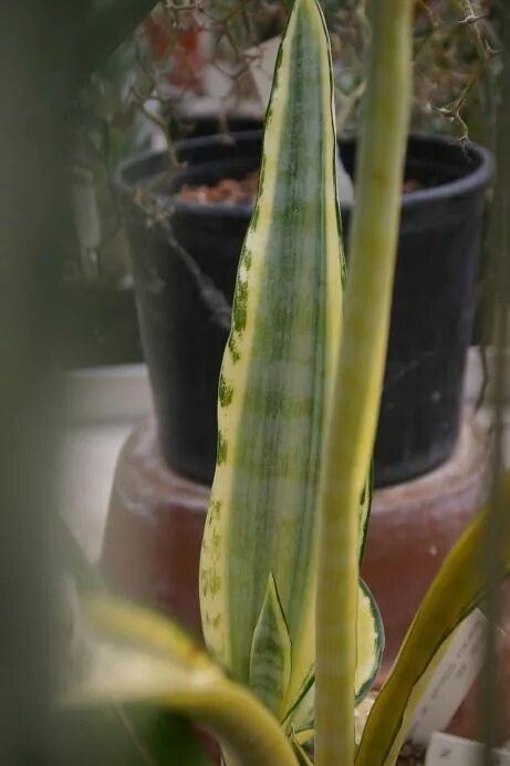 Sansevieria Sweet Celery- Succulentasia