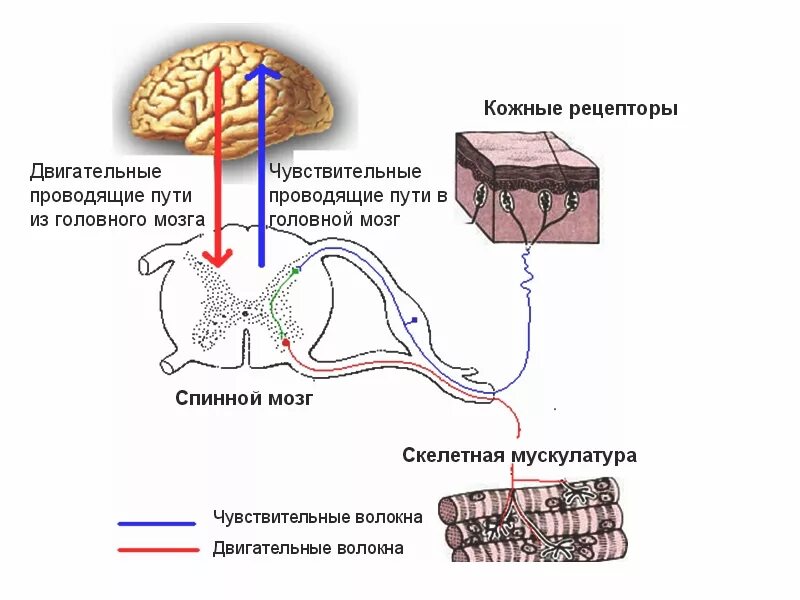 Нервные центры мышц