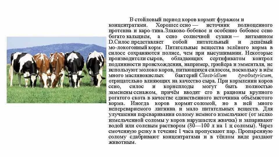 Гонять телят значение. Корова для презентации. Сообщение о домашних сельскохозяйственных животных. Стойловый период коров это. Краткое сообщение о корове.