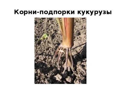 Велики корень