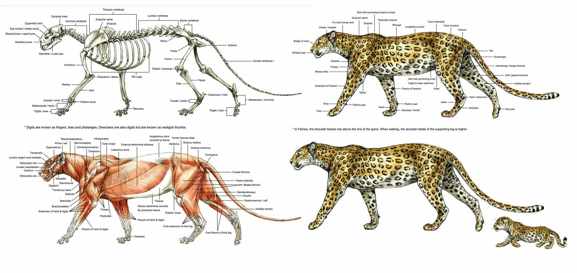 Скелет гепарда строение. Гепард строение конечностей. Скелет гепарда анатомия. Строение скелета тигра анатомия.