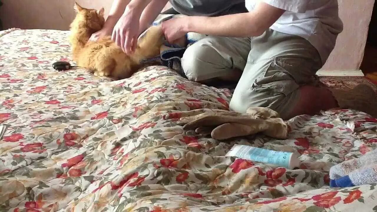 Ставить свечку животным. Свечи с ихтиолом для кошек. Сделать прививку сделать котенку. Массаж для котенка при запоре. Ректальные свечи введение животным.