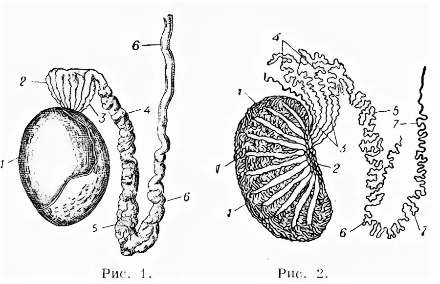 Схема строения яичка. Семявыносящий проток схема. Схема строения семенника и придатка животных. Внутреннее строение яичка схема. Размеры придатков яичек