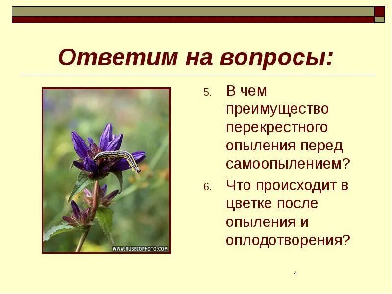 Что происходит после опыления. Преимущества перекрестного опыления растений. преимущества перекрестного опыления. в чем преимущество перекрестного опыления перед самоопылением. преимущества самоопыления.