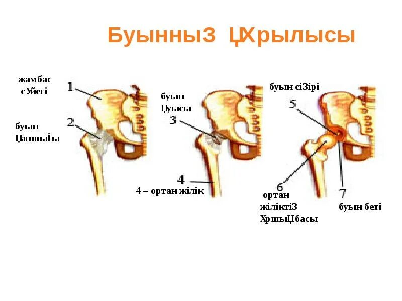 Жамбас. Жамбас